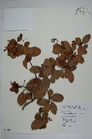 藏品(細梗絡石)的圖片