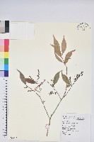 藏品(巒大越橘)的圖片