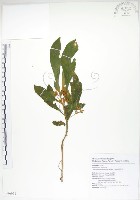 藏品(同蕊草、異色線柱苣苔)的圖片