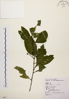 藏品(茜草樹)的圖片