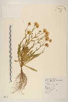 藏品(玉山飛蓬)的圖片