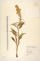 藏品(一枝黃花)的圖片