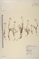 藏品(玉山薄雪草)的圖片