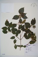 藏品(紅子莢迷)的圖片