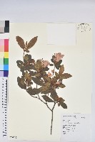 藏品(金毛杜鵑)的圖片