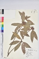 藏品(西施花、青紫木)的圖片