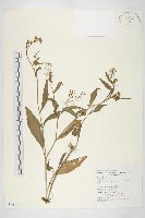 藏品(山芥菜)的圖片