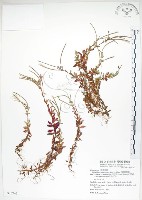 藏品(合歡柳葉菜)的圖片