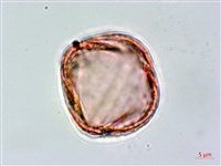 藏品(黃菫)的圖片