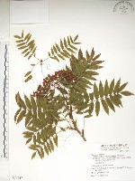 藏品(巒大花楸)的圖片