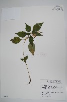 藏品(紫花鳳仙花)的圖片