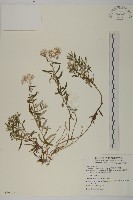 藏品(玉山抱莖籟簫)的圖片