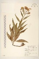 藏品(黃菀)的圖片