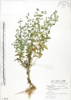 藏品(大籽當藥、巒大當藥)的圖片