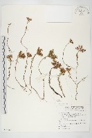 藏品(尖萼佛甲草)的圖片