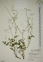 藏品(玉山茴香)的圖片