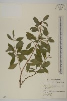 藏品(刺果衛矛)的圖片