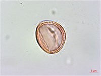 藏品(異型葉木犀、刺格)的圖片