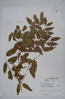 藏品(阿里山忍冬、漸尖葉忍冬)的圖片