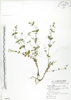 藏品(大籽當藥、巒大當藥)的圖片