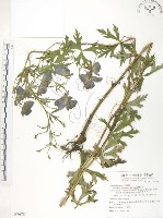 藏品(臺灣烏頭)的圖片