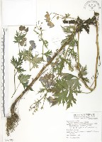 藏品(臺灣烏頭)的圖片