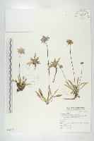 藏品(玉山山蘿蔔)的圖片