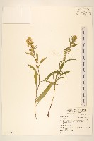 藏品(一枝黃花)的圖片