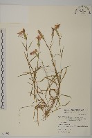 藏品(玉山石竹)的圖片