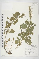 藏品(臺灣山芥菜)的圖片