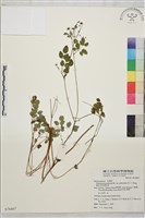 藏品(微毛爪哇唐松草)的圖片