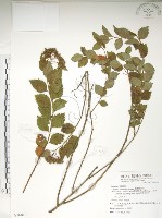 藏品(臺灣繡線菊)的圖片