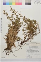 藏品(合歡柳葉菜)的圖片