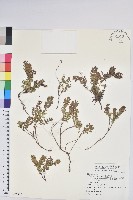 藏品(高山白珠樹)的圖片