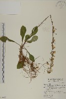 藏品(臺灣鬼督郵)的圖片