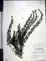 藏品(鐵掃帚、千里光)的圖片