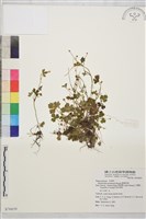 藏品(鹿場毛茛)的圖片