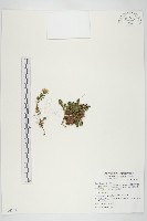 藏品(杉葉佛甲草)的圖片