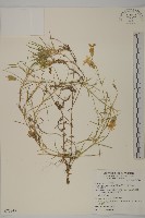 藏品(玉山蠅子草)的圖片