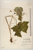 藏品(山苦藚、假福王草)的圖片