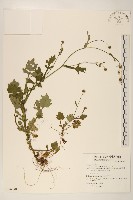 藏品(矮菊)的圖片