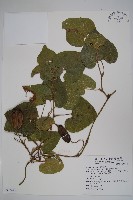 藏品(大葉馬兜鈴)的圖片