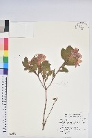 藏品(金毛杜鵑)的圖片