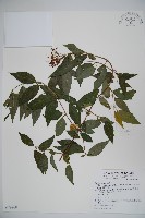 藏品(狹葉莢迷)的圖片