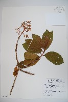 藏品(著生珊瑚樹)的圖片