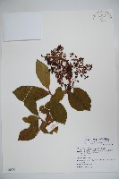 藏品(著生珊瑚樹)的圖片