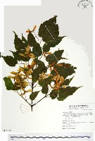 藏品(尖葉槭)的圖片