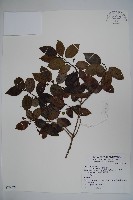 藏品(刻脈冬青)的圖片