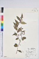 藏品(白珠樹)的圖片