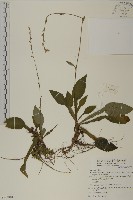 藏品(臺灣鬼督郵)的圖片